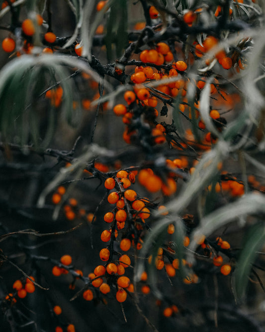 GOJI BERRY: THE ANCIENT SECRET TO A RADIANT AND REJUVENATED SKIN